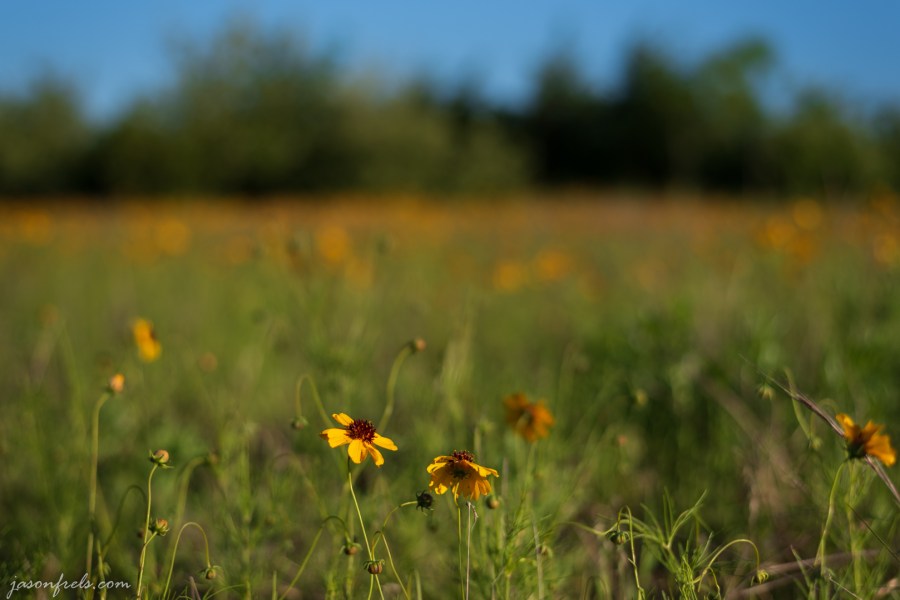 Wildflower-Close-up-7