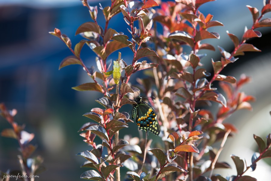 Newly Emerged Butterfly in Crepe Myrtle