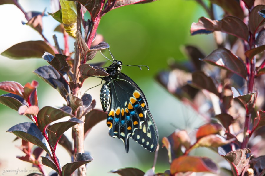 Close up of Butterfly in Crepe Myrtle.