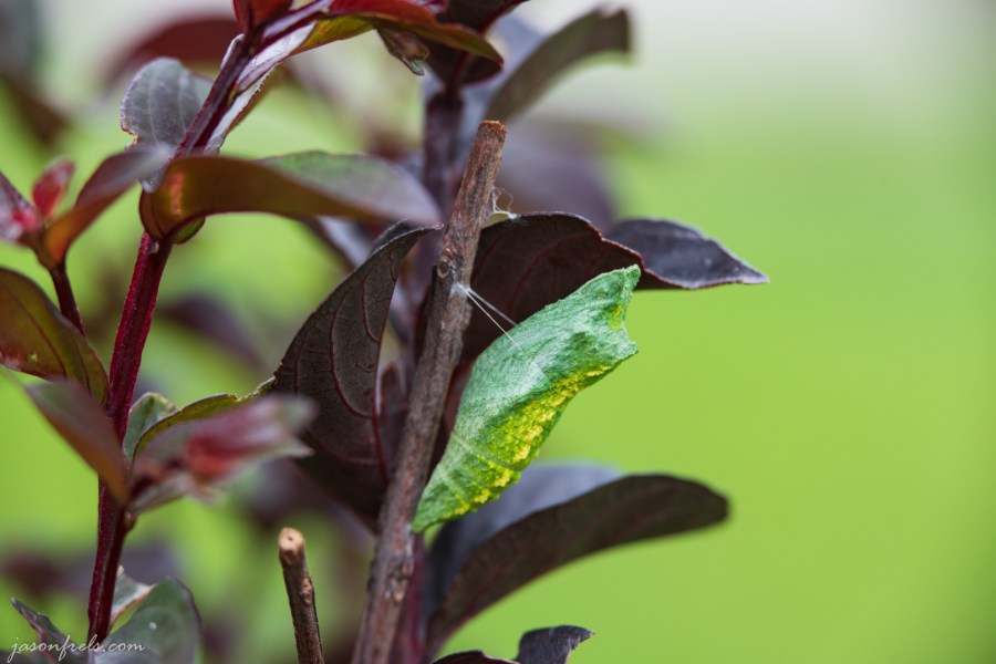 Butterfly Cocoon Hanging on a Crepe Myrtle