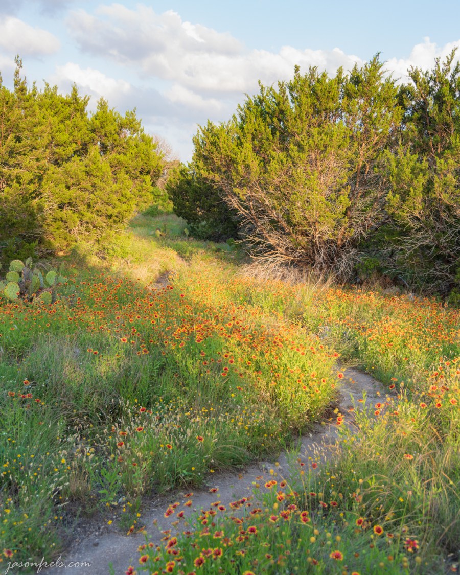 Wildflowers and Hiking Trails at Balcones Canyonlands National Wildlife Refuge