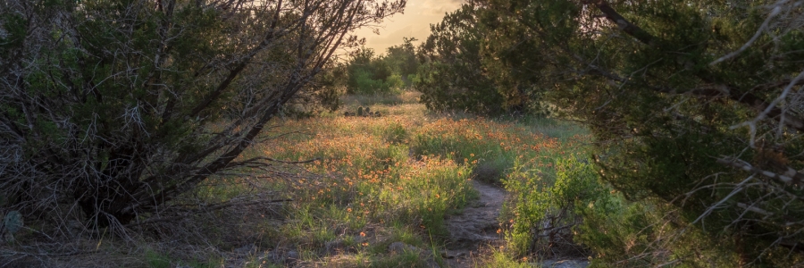 Wildflowers and Hiking Trails at Balcones Canyonlands National Wildlife Refuge HDR