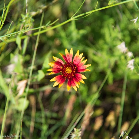 Red and Yellow Wildflower