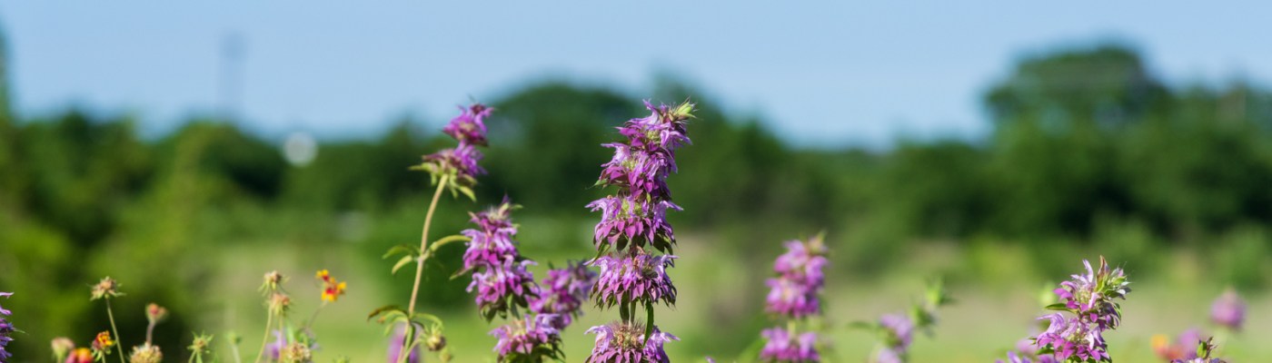 Wildflowers and a Barbed Wire Fence