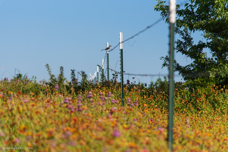 Wildflowers-Barbed-Wire-Fence-3