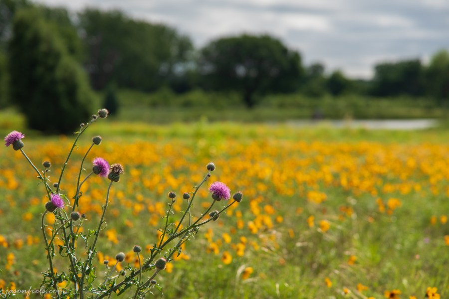 Yellow-Wildflowers-1