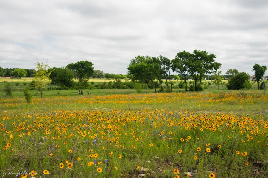 Yellow-Wildflowers-2