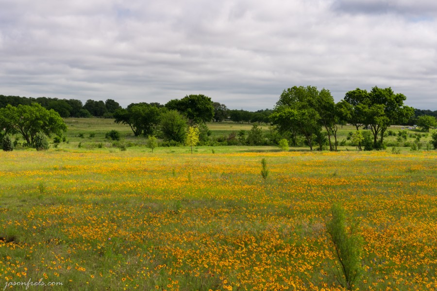 Yellow-Wildflowers-4