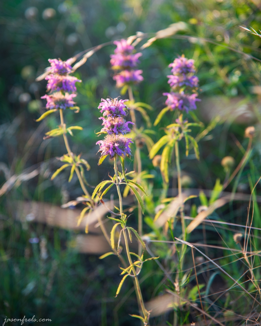 Wildflowers at Balcones Canyonlands National Wildlife Refuge
