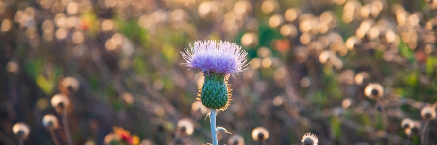 Wildflowers at Balcones Canyonlands National Wildlife Refuge