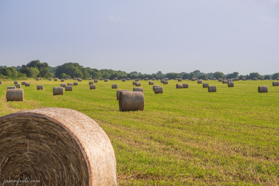 Field of Hay Bales