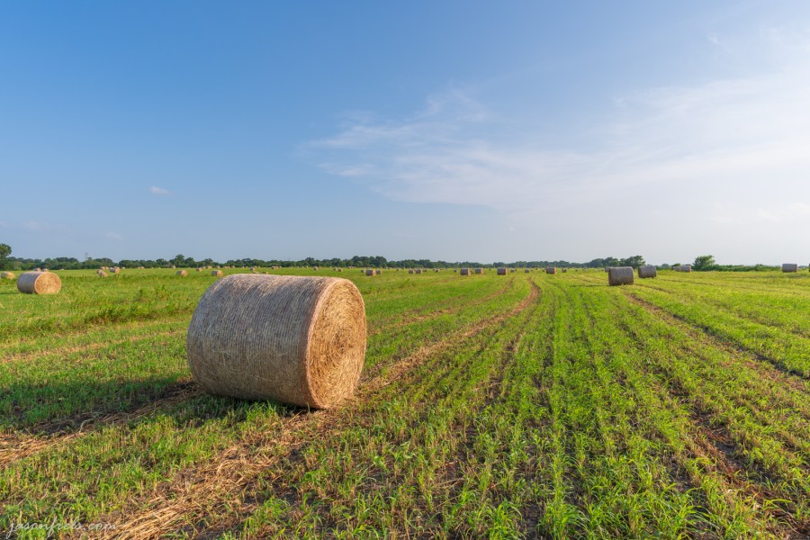 Field of Hay Bales