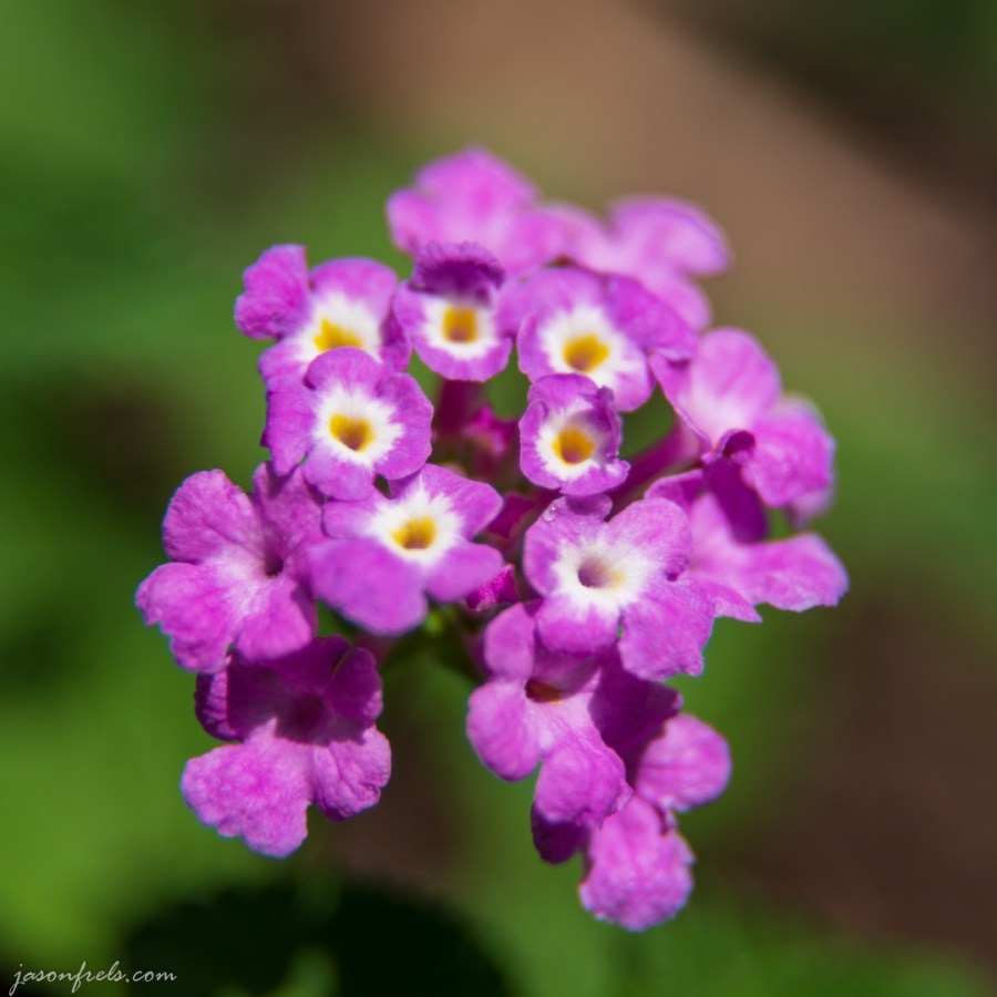 Pink Trailing Lantana Close Up