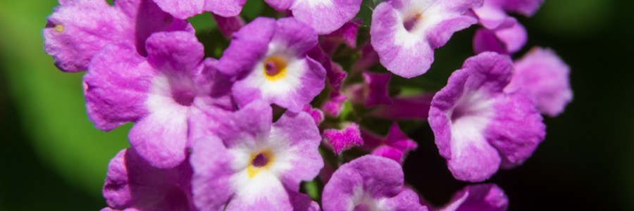 Pink Trailing Lantana Flower Close Up