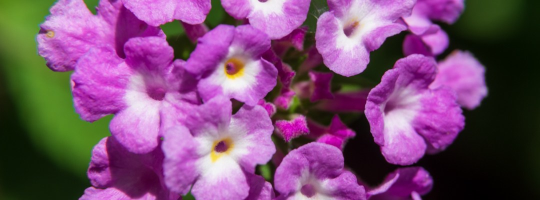 Pink Trailing Lantana Flower Close Up