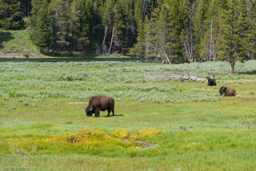 Bison in wildflowers. Yellowstone National Park