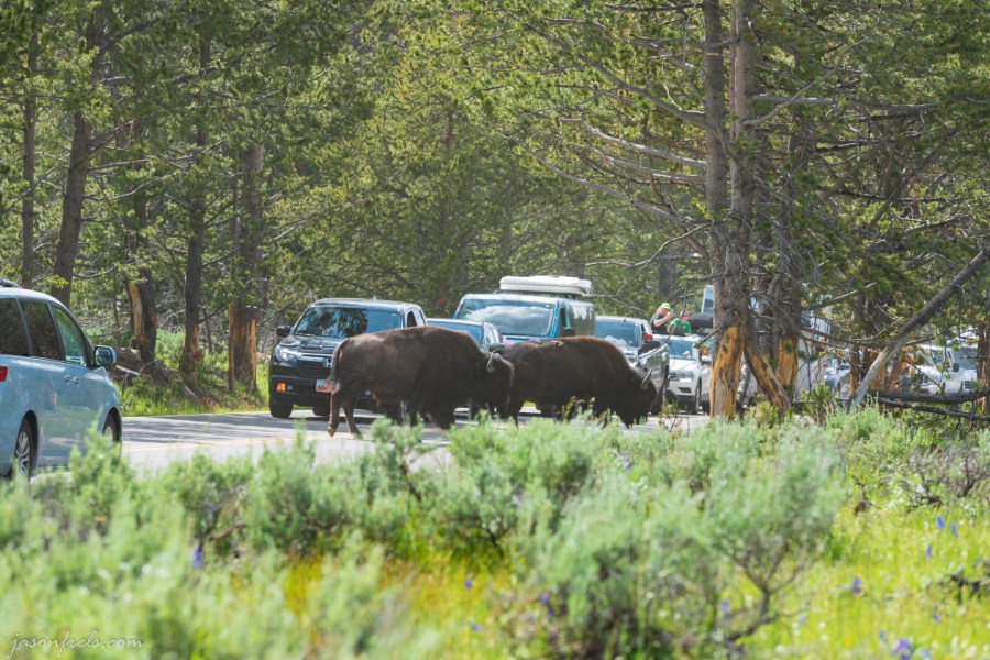 Bison Blocking Road in Yellowstone National Park