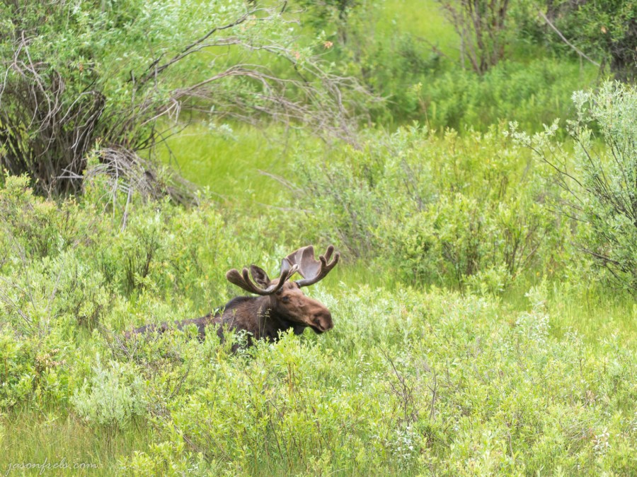 Moose-Grand-Tetons