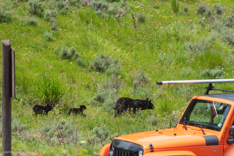 Black Bear and Cubs in Yellowstone