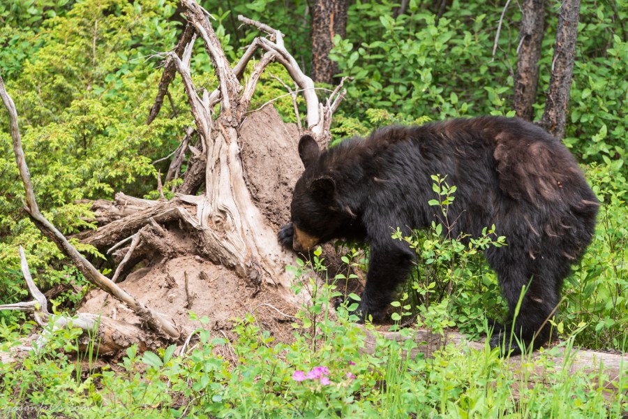 Yellowstone-Black-Bear
