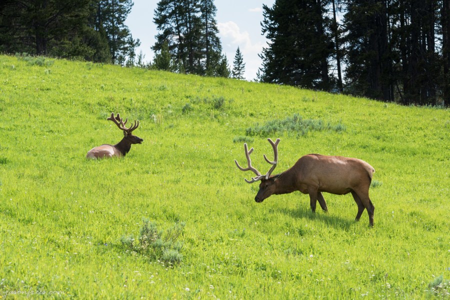 Elk in Yellowstone