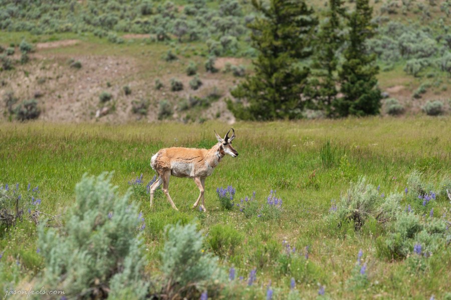 Yellowstone Pronghorn