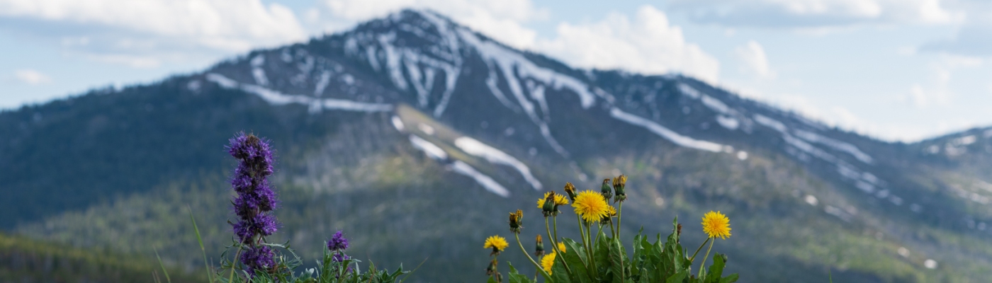 Wildflowers in the Mountains - Yellowstone National Park