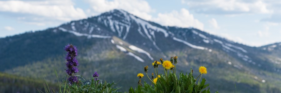 Wildflowers in the Mountains - Yellowstone National Park