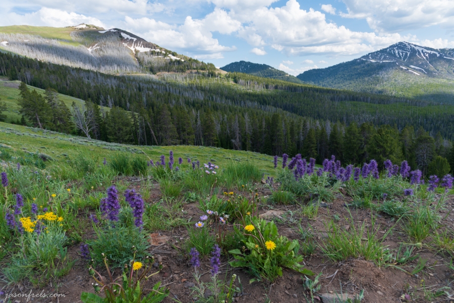 Wildflowers in the Mountains - Yellowstone National Park