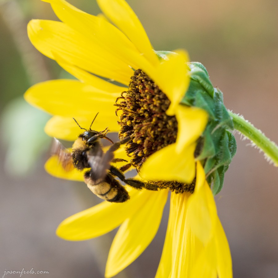 Close up of Bee on a Yellow Flower