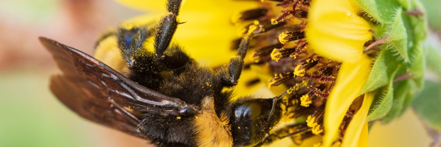 Close up of Bee on a Yellow Flower