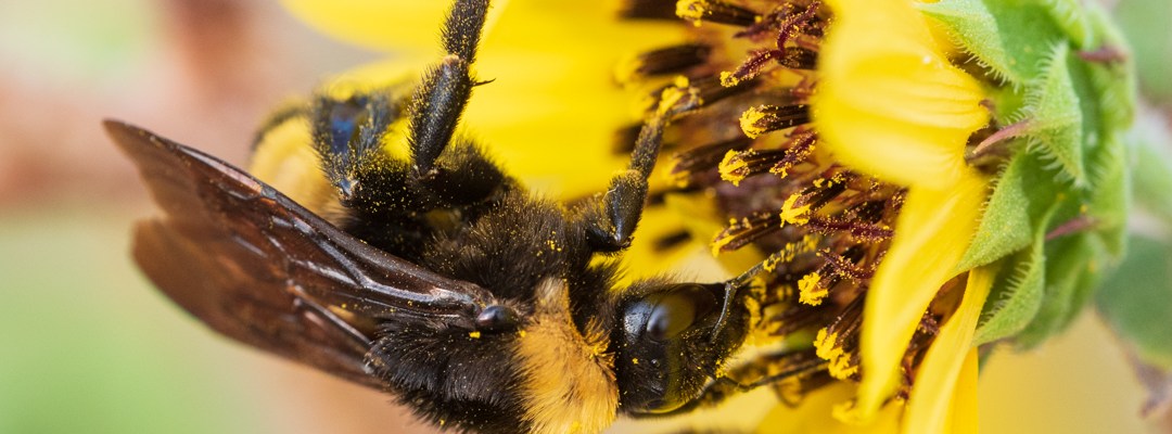 Close up of Bee on a Yellow Flower