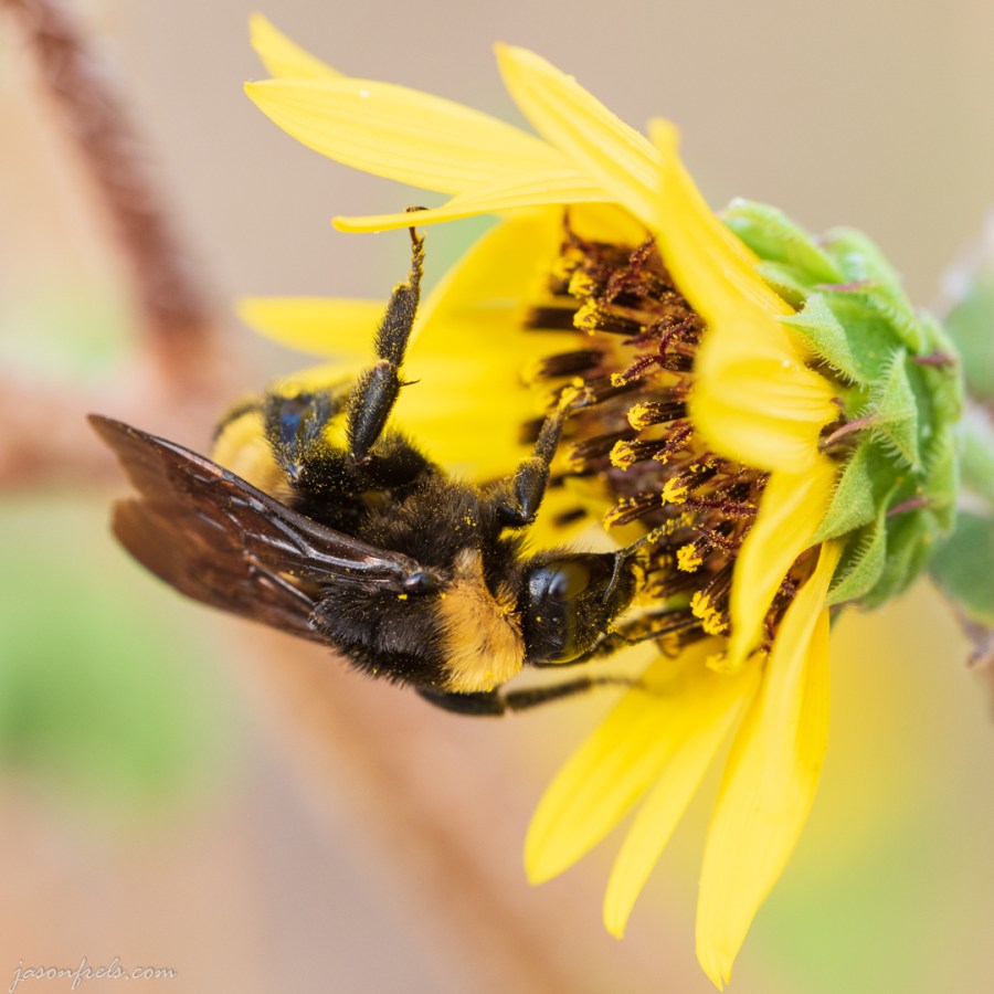 Close up of Bee on a Yellow Flower
