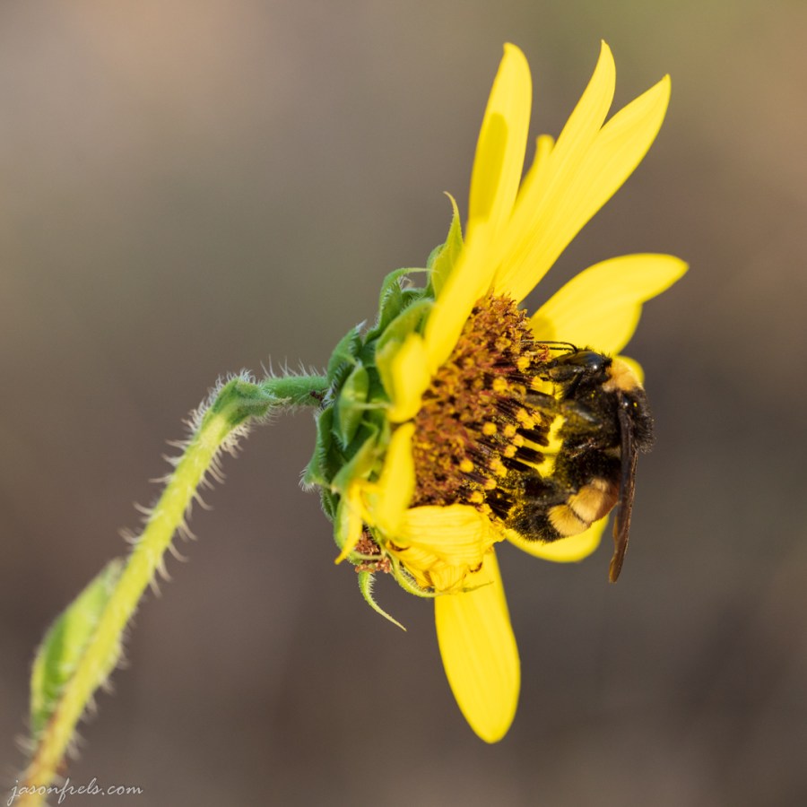 Close up of Bee on a Yellow Flower
