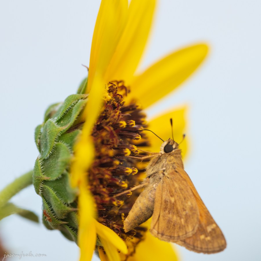 Close-up of a Moth on a Yellow Flower