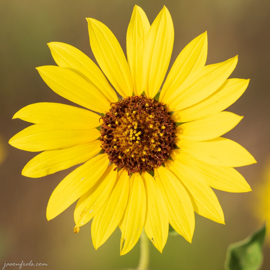 Yellow Flower Close-up