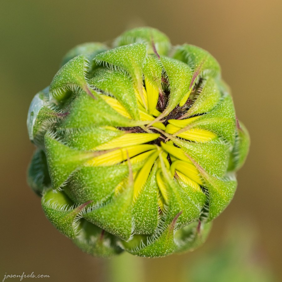 Yellow Flower Bud Close-Up