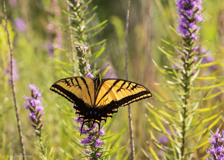 Butterfly Close-up at Balcones Canyonlands
