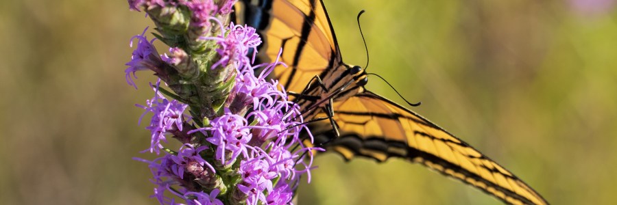 Butterfly Close-up at Balcones Canyonlands