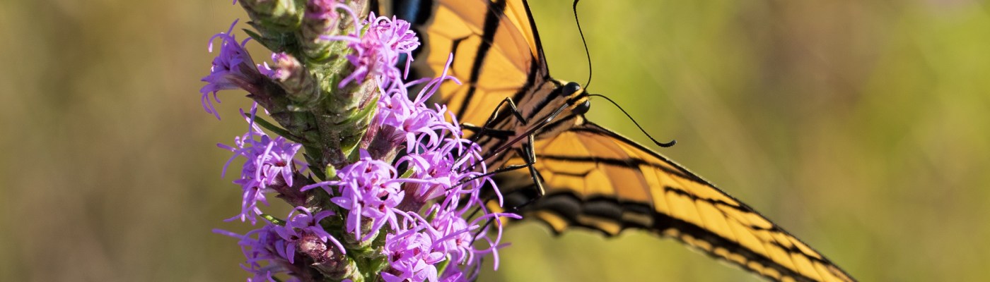 Butterfly Close-up at Balcones Canyonlands