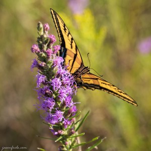 Butterfly Close-up at Balcones Canyonlands