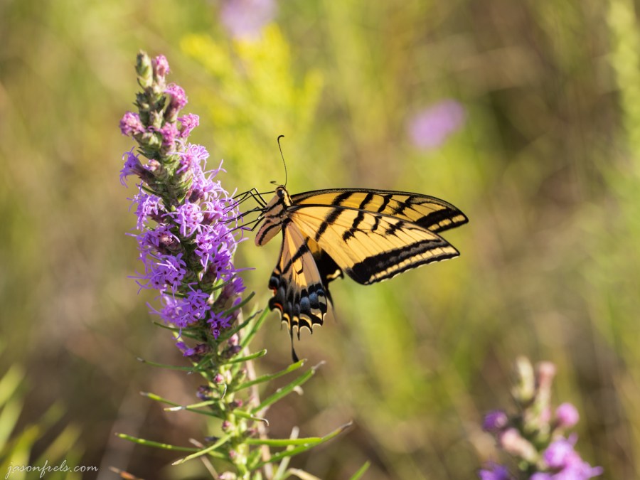 Butterfly Close-up at Balcones Canyonlands