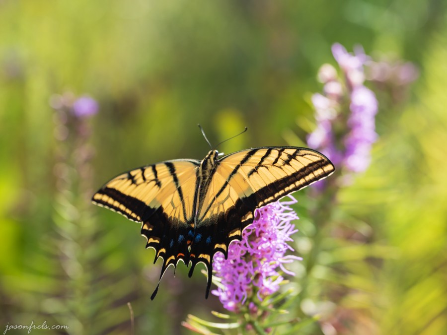Butterfly Close-up at Balcones Canyonlands