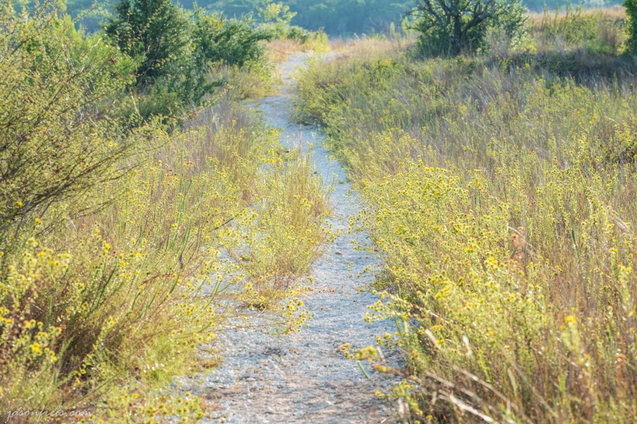 Flower-Lined Hiking Trail at Balcones Canyonlands