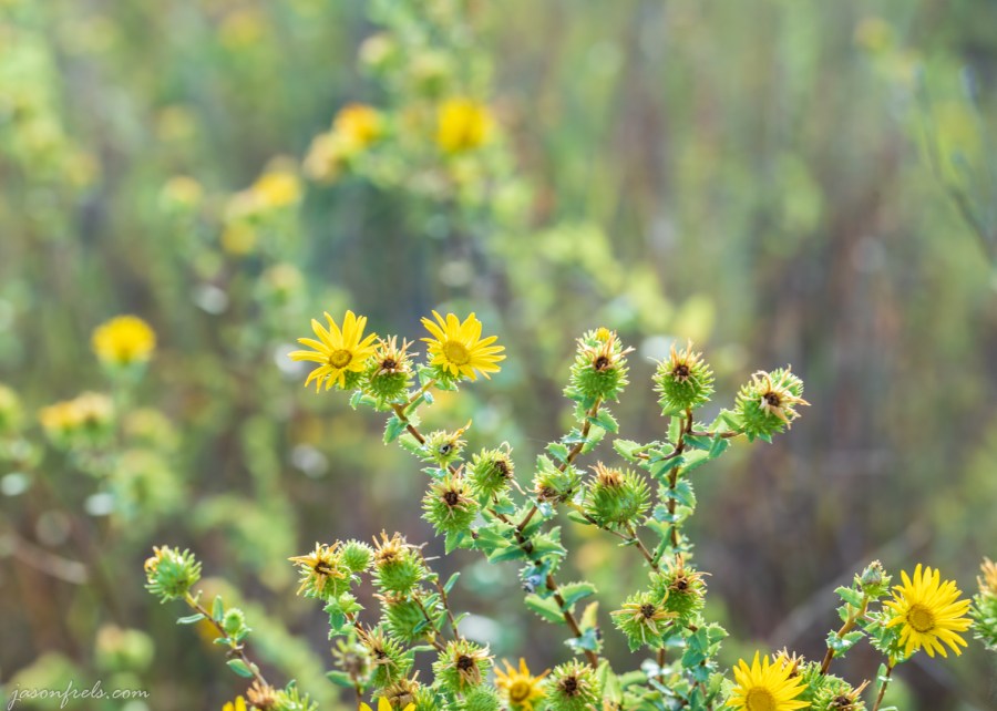 Yellow Wildflowers at Balcones Canyonlands Shot with Irix Dragonfly 150mm Macro Lens