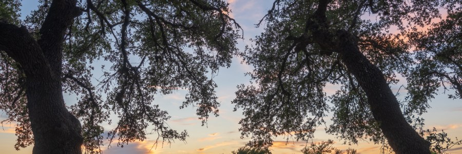 Sunset Through the Trees at Devine Lake Park