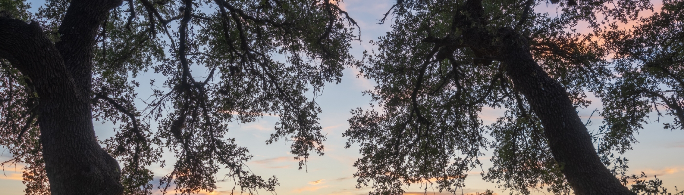 Sunset Through the Trees at Devine Lake Park