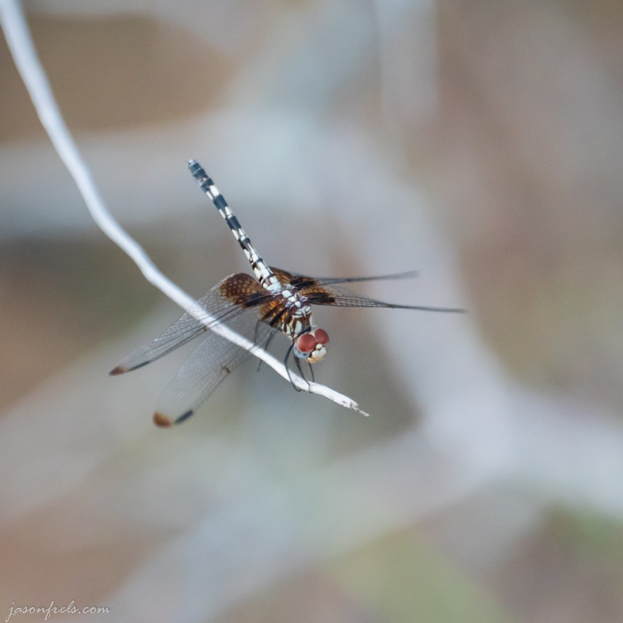 Dragonfly at Inks Lake
