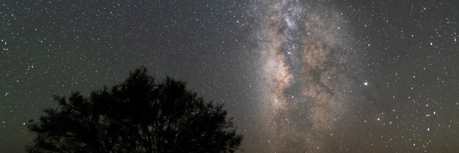Silhouette of Tree Against the Milky Way