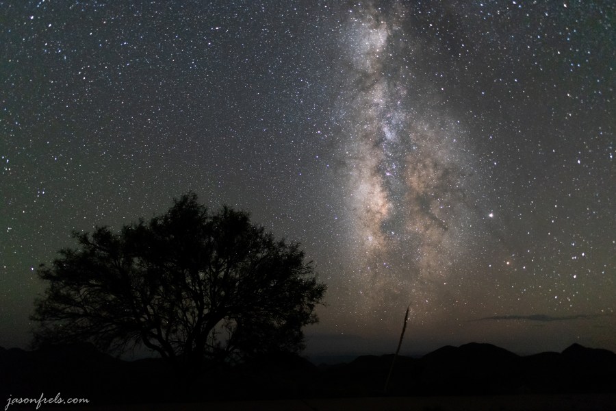 Silhouette of Tree Against the Milky Way